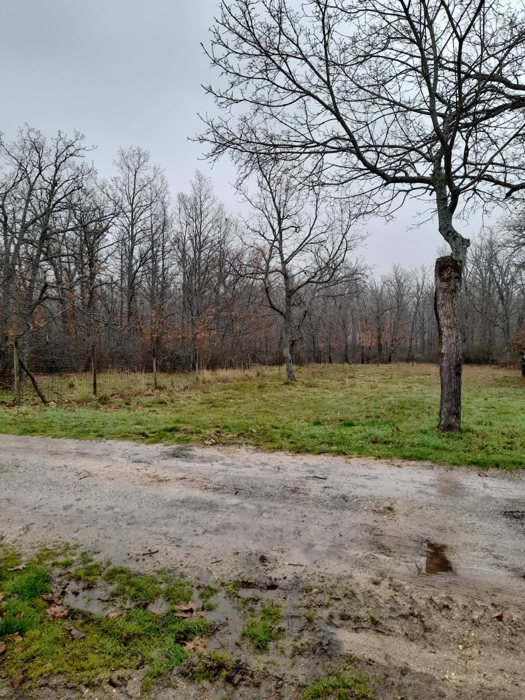 Un momento de la plantación. 