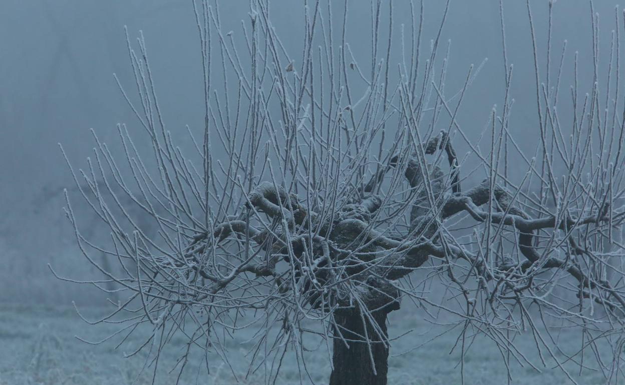 Helada en El Bierzo.