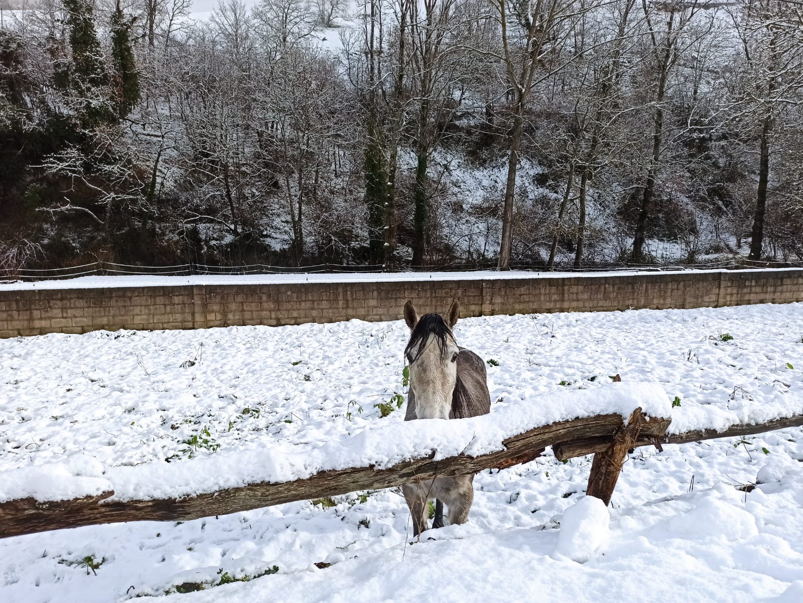 La nieve obliga a utilizar cadenas en dos puntos de la red principal de León y corta cuatro de la red de secundaria en León y Burgos. 