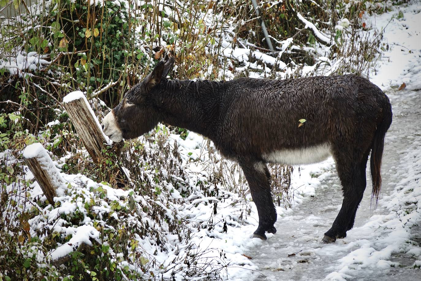 Fotos: Picos de Europa comienza el año bajo la nieve