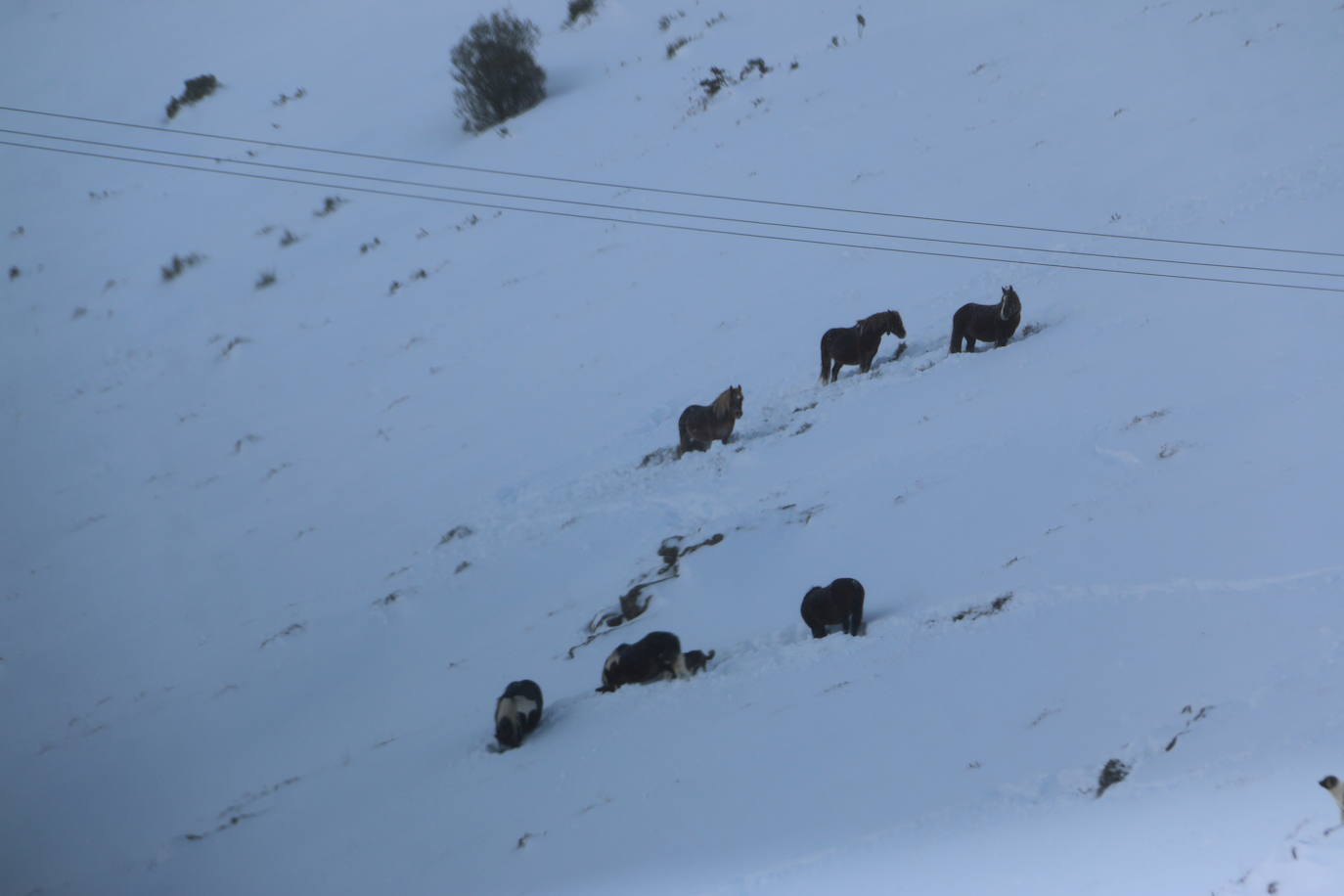 El norte vive una jornada bajo la nieve a la espera de una pequeña tregua.