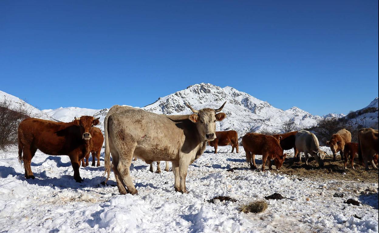 Nieve en la provincia de León.