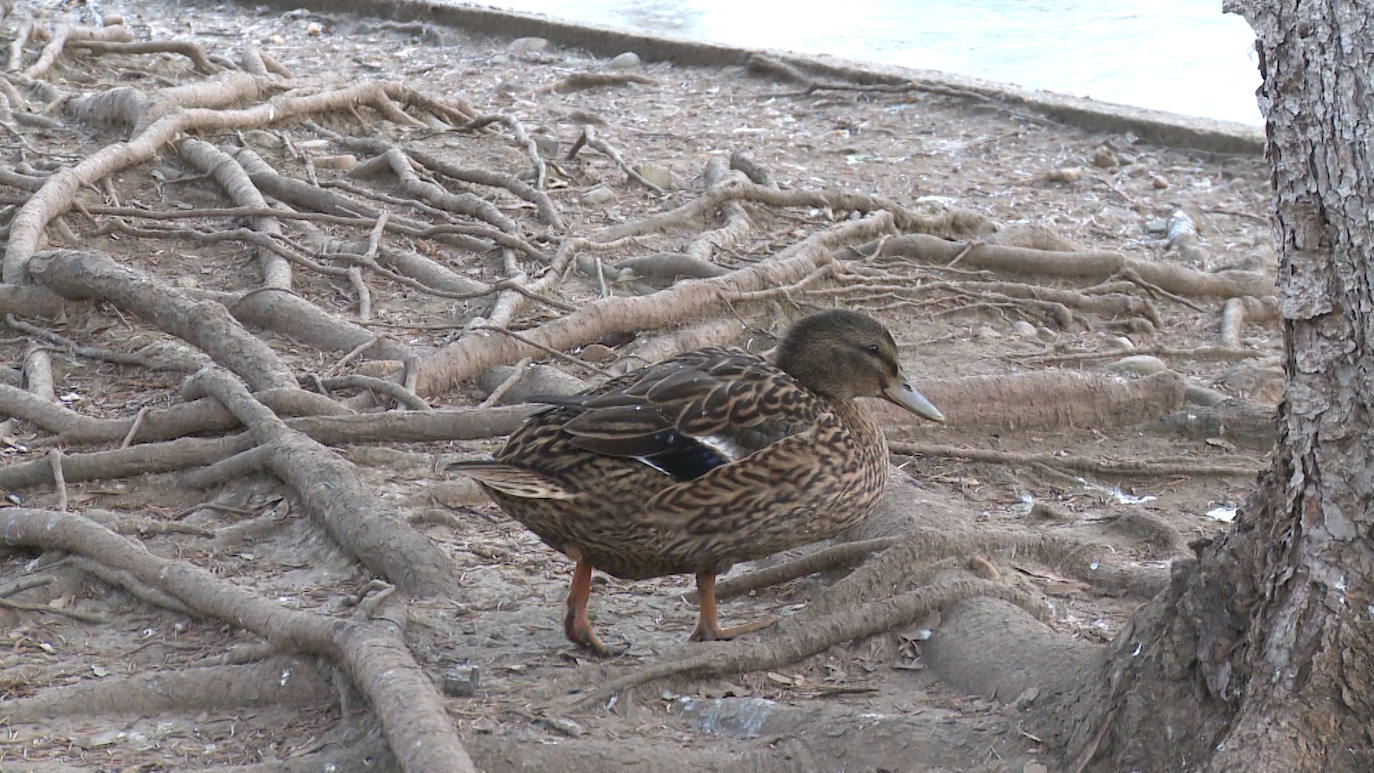 Fotos: Los patos que pasean sobre el agua