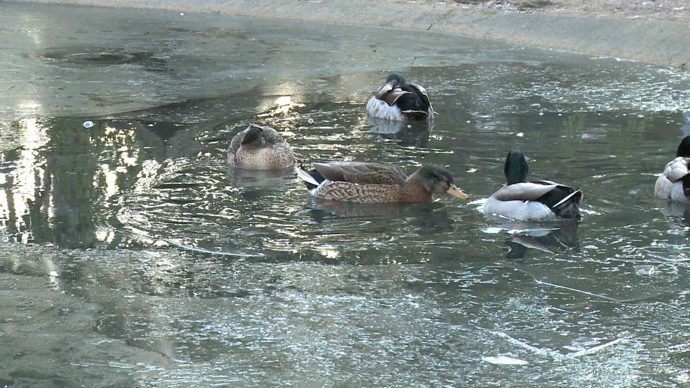 Fotos: Los patos que pasean sobre el agua