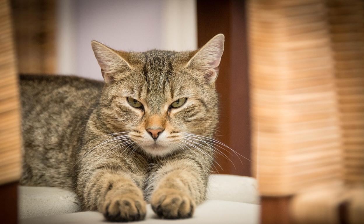 Un gato doméstico desde una vivienda.