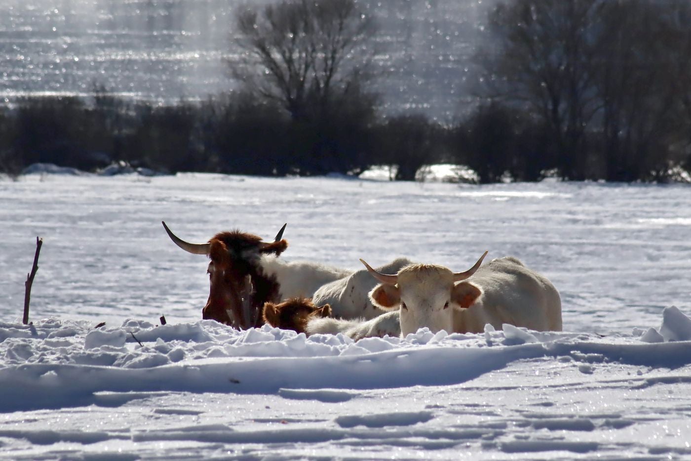 Las bajas temperaturas mantienen espesores de más de un metro de nieve en Casares de Arbas y en Rodiezmo. La nieve sigue dejando imágenes únicas en la provincia de León.