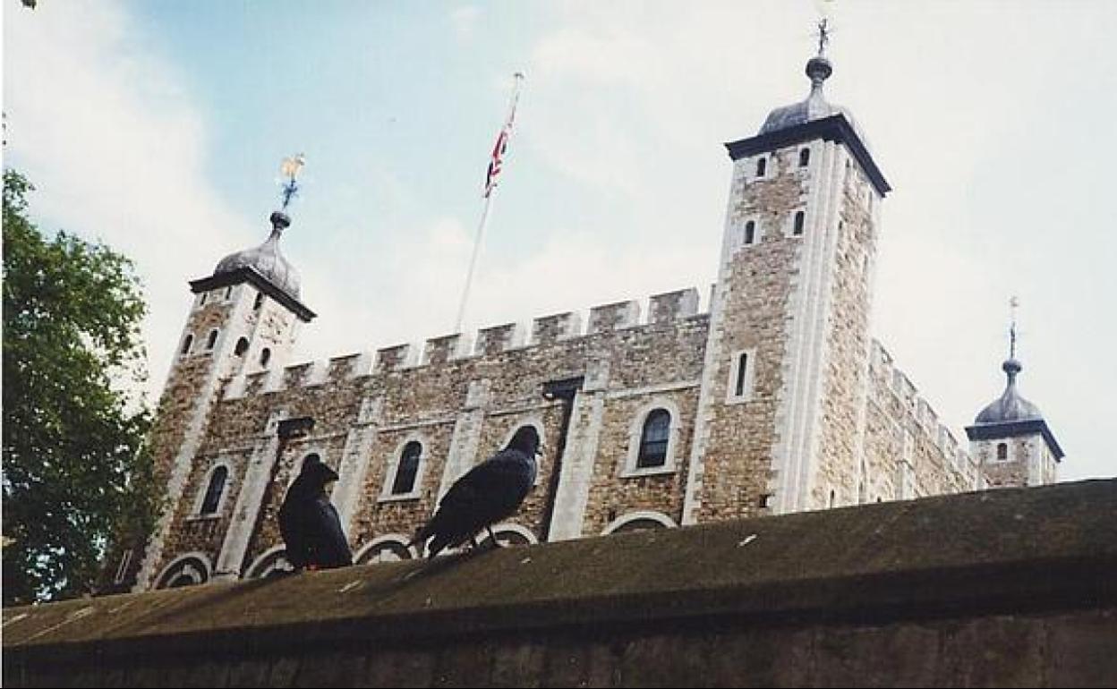 Dos de los cuervos de la Torre de Londres. 