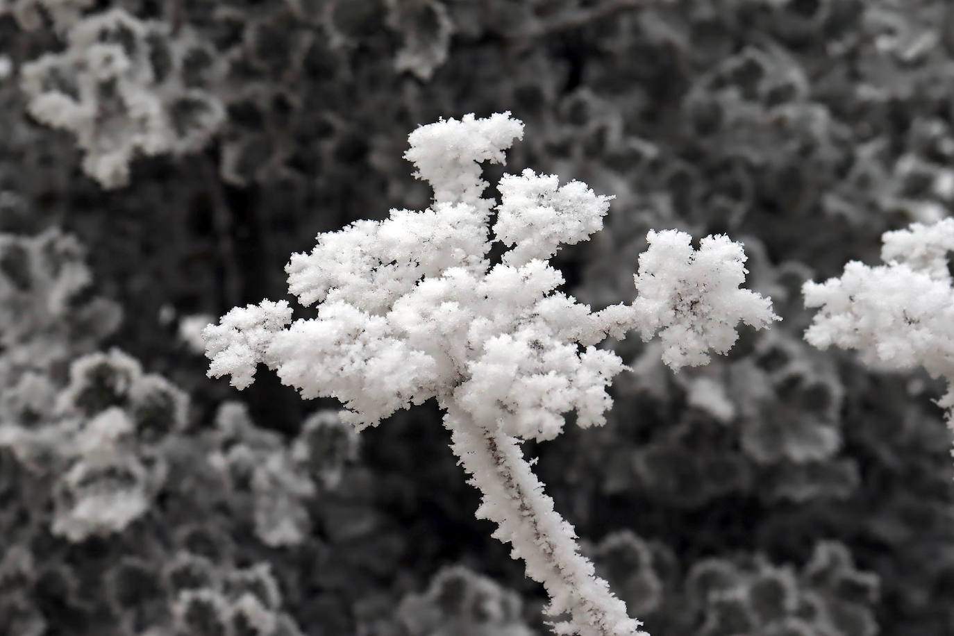 Los campos del Páramo muestra su cencellada. 