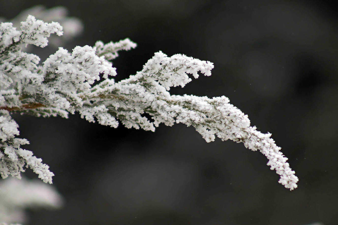 Los campos del Páramo muestra su cencellada. 