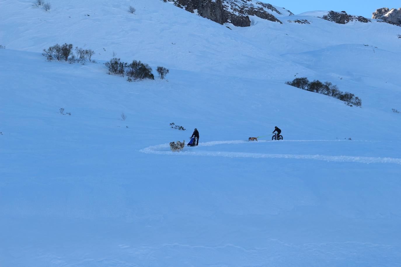 Velocidad, destreza, fuerza y pasión por la nieve unen al perro y al hombre. 