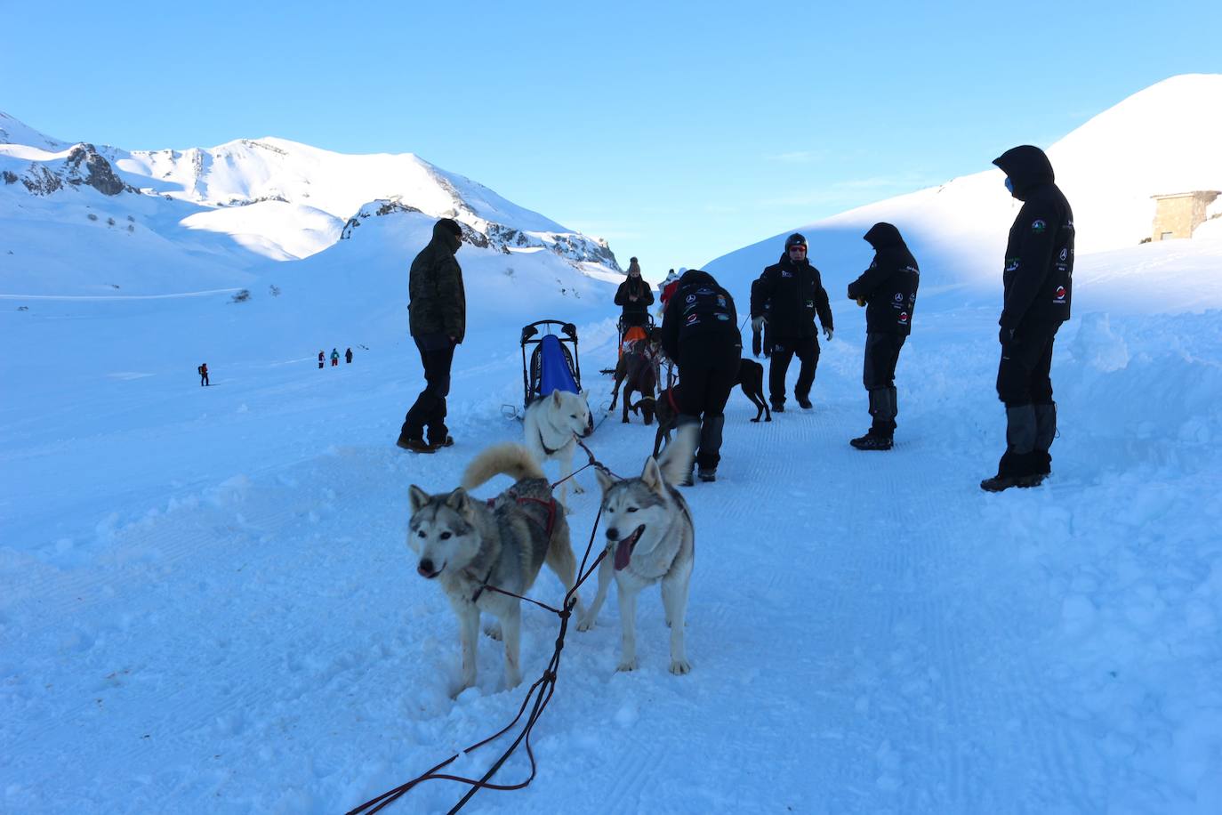 Velocidad, destreza, fuerza y pasión por la nieve unen al perro y al hombre. 