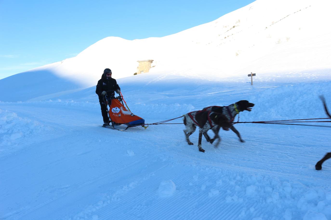 Velocidad, destreza, fuerza y pasión por la nieve unen al perro y al hombre. 