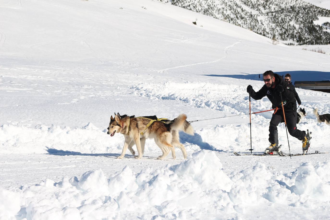 Velocidad, destreza, fuerza y pasión por la nieve unen al perro y al hombre. 