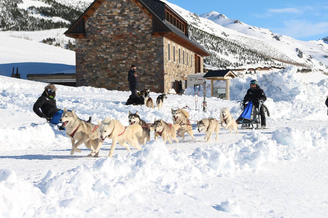 Velocidad, destreza, fuerza y pasión por la nieve unen al perro y al hombre. 