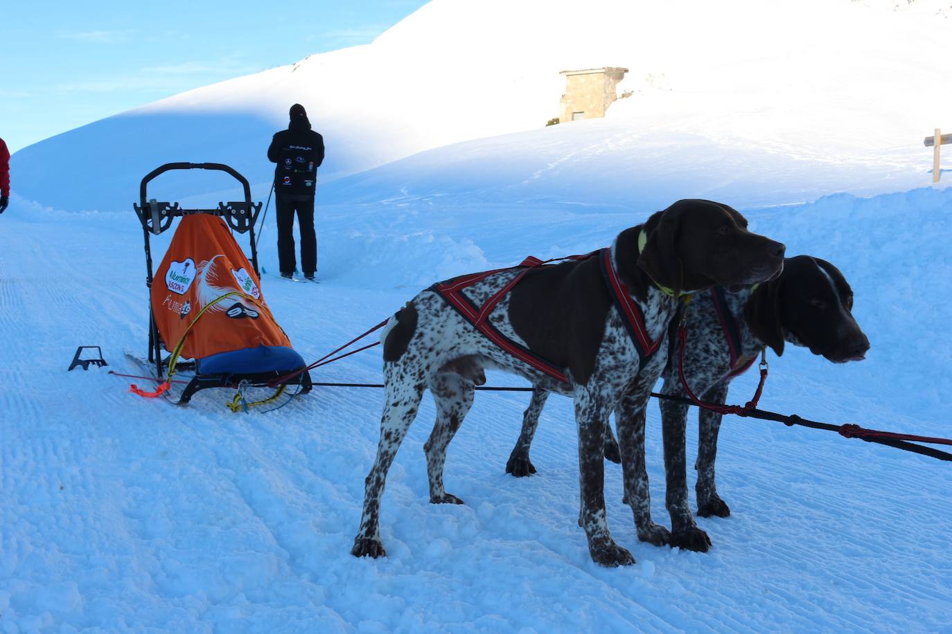 Velocidad, destreza, fuerza y pasión por la nieve unen al perro y al hombre. 