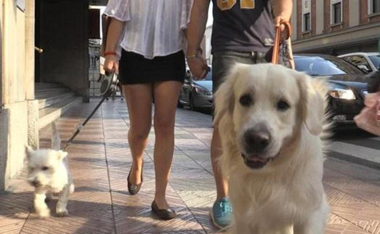 Un par de perros caminan por las calles de León.