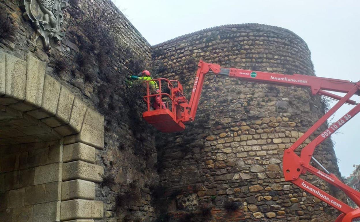 Operarios retiran la vegetación de la muralla de León.