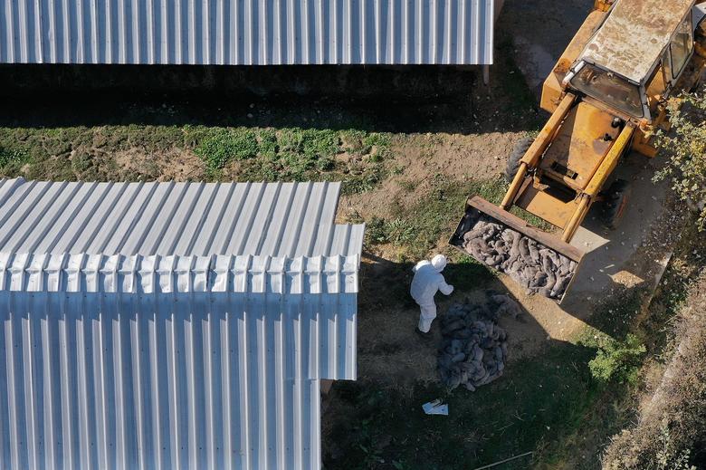 Un empleado del servicio veterinario del municipio de Kozani con equipo de protección personal (EPI) se encuentra junto a una excavadora que transporta visones sacrificados, durante el sacrificio de todo el rebaño en una granja donde numerosos animales dieron positivo, cerca del pueblo de Kaloneri, Grecia.