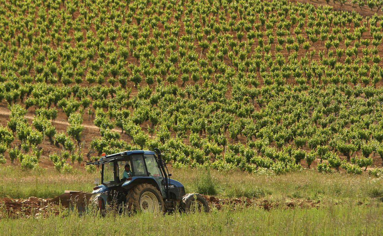 Un tractor en un viñedo de El Bierzo. 