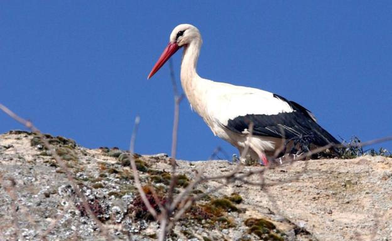 Cigüeña blanca en el alto de una torre.