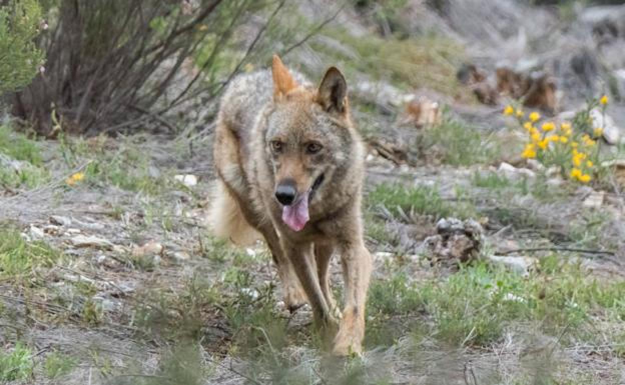 El colegio Oficial de Biólogos de Castilla y León respalda el nuevo estatus legal del lobo