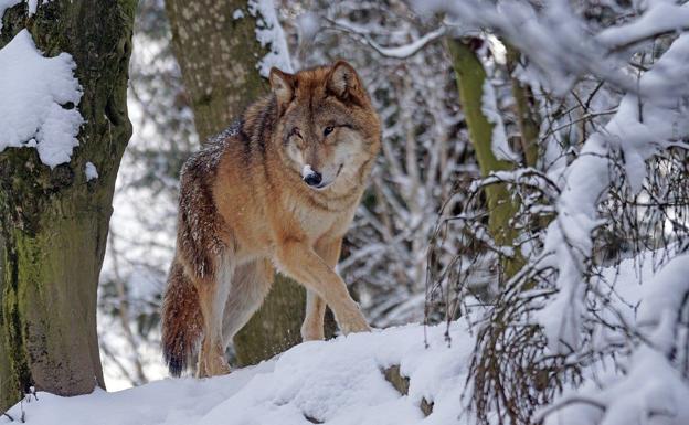 El Consejo autonómico de Veterinarios teme un impacto «muy negativo» en el medio rural por el nuevo estatus legal del lobo