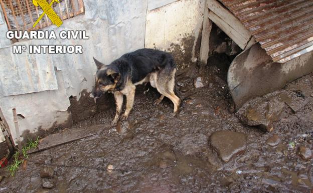 Condiciones en las que fue localizado uno de los animales.