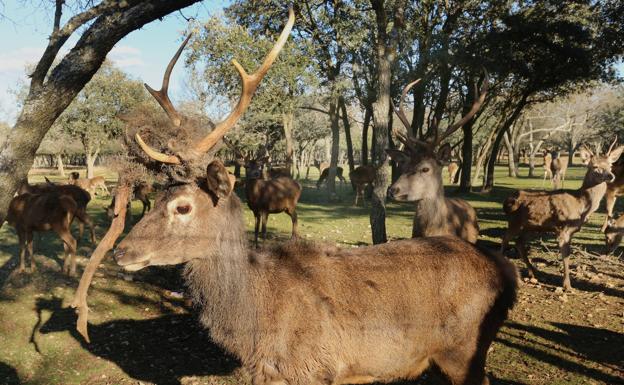 Uno de los ciervos afectado por el enredo de cuerdas en las astas.