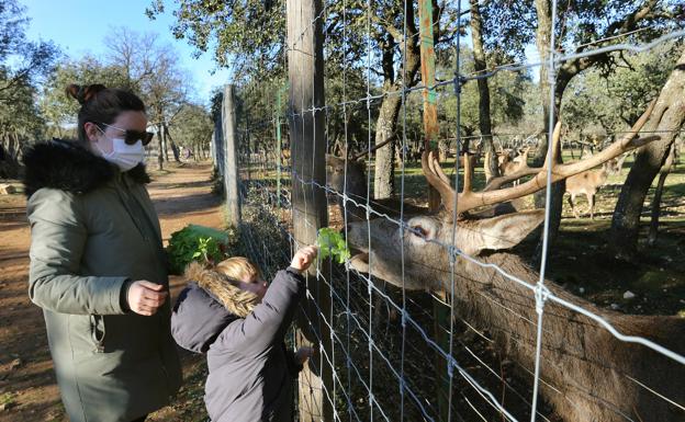 Un niño alimenta con lechuga a uno de los ciervos.