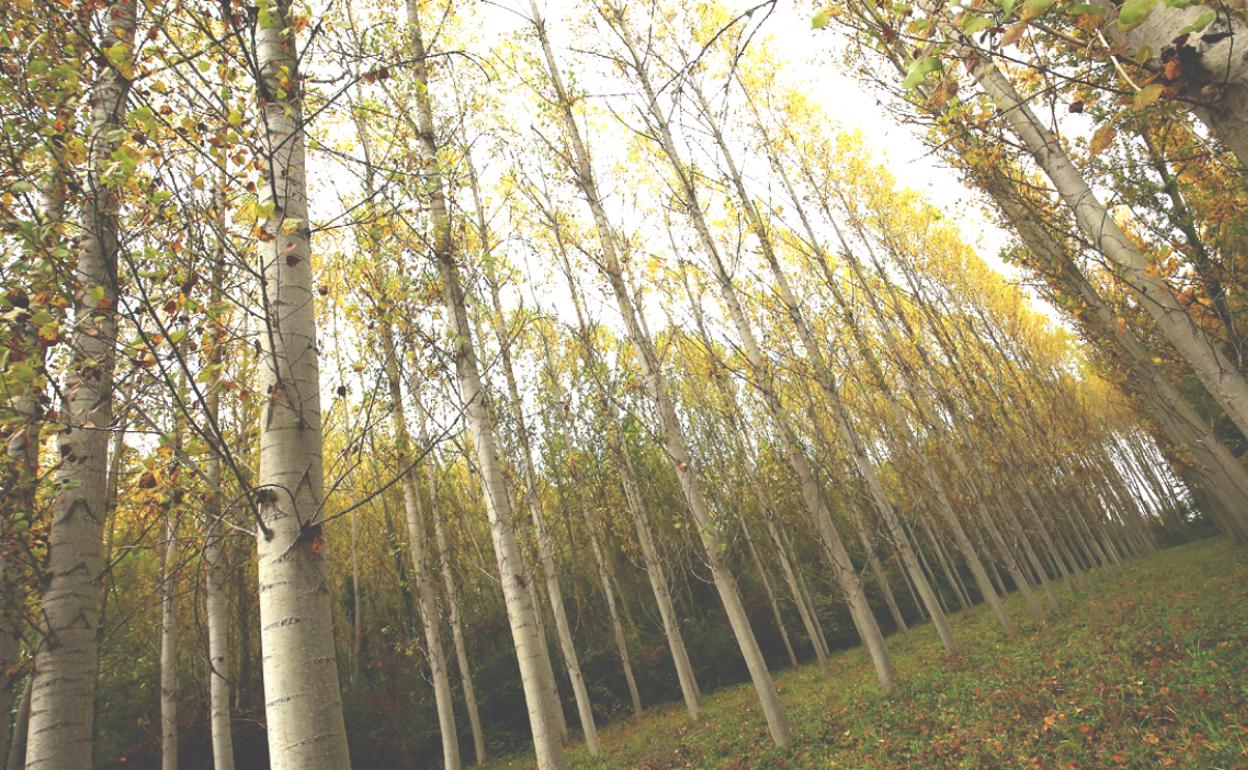 Zalando presenta un proyecto para plantar 300.000 árboles en Villapadierna y un pueblo de Zaragoza