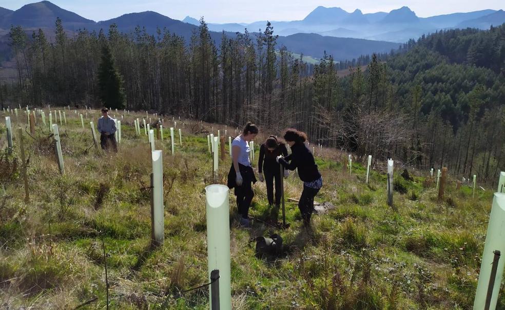 Los retoños plantados por Lurgaia en Múxica (Bizkaia) están protegidos para que crezcan sin problemas.