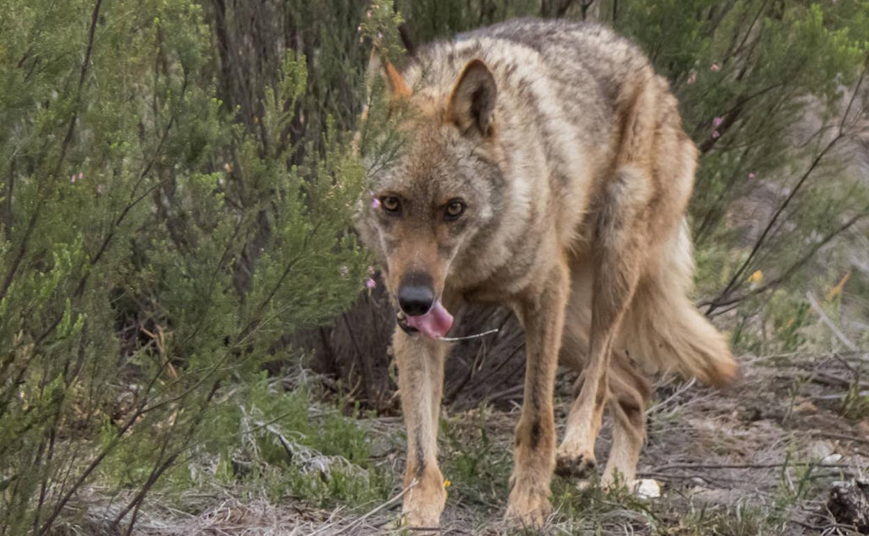 La Junta quiere renegociar la protección sobre el lobo.
