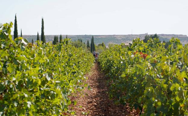 La Consejería de Agricultura convoca las ayudas para la reconversión de explotaciones de viñedo