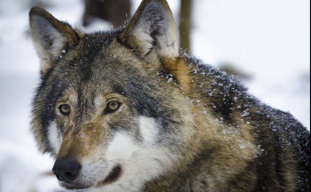 Coag advierte de que el lobo ya está atacando dentro de los pueblos y exige controlar la fauna silvestre