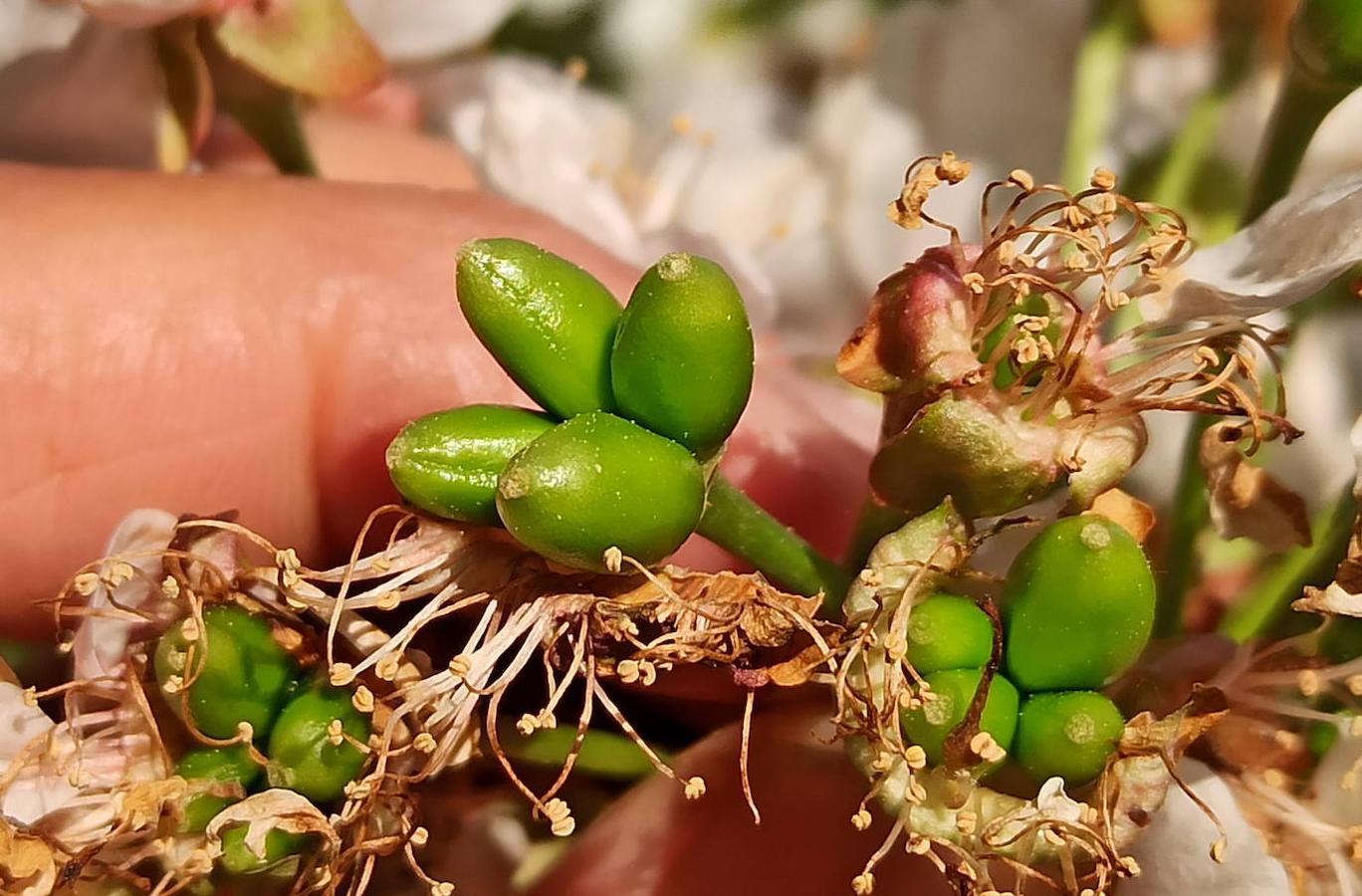 Los cerezos florecen en el Bierzo.