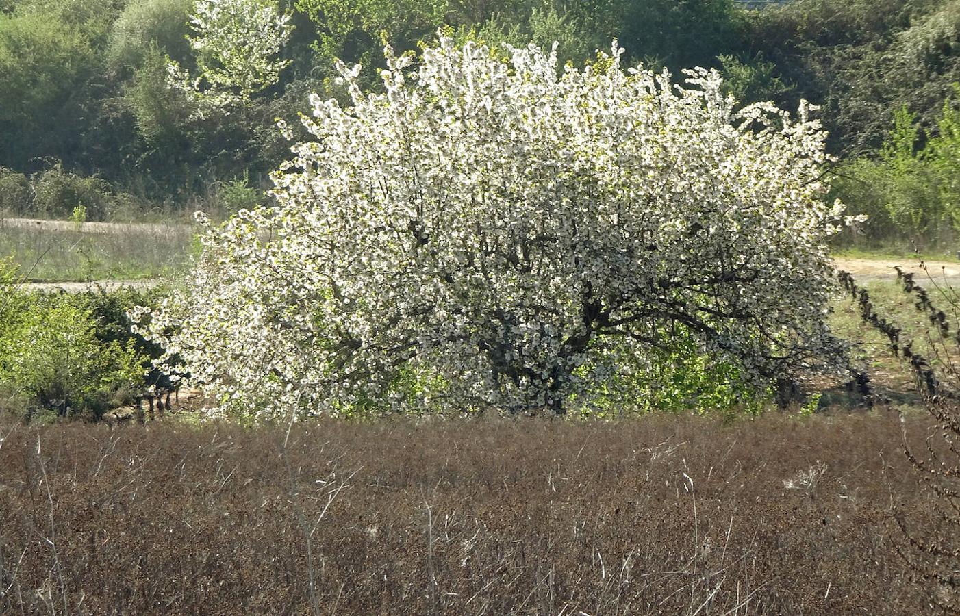 Los cerezos florecen en el Bierzo.