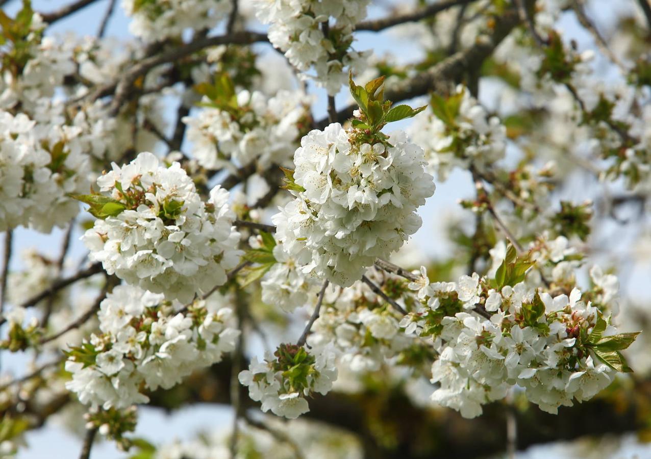 Los cerezos florecen en el Bierzo.