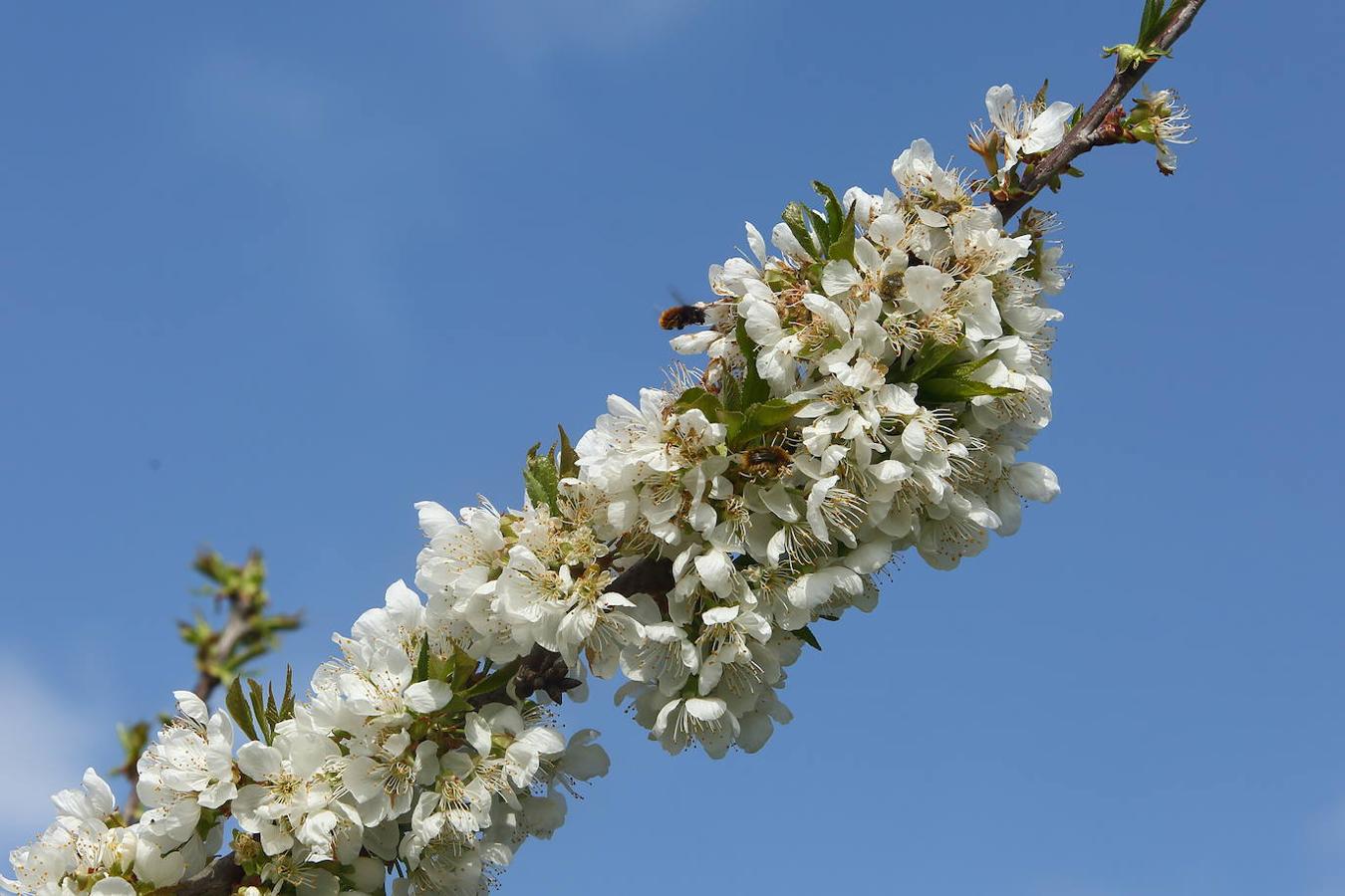 Los cerezos florecen en el Bierzo.