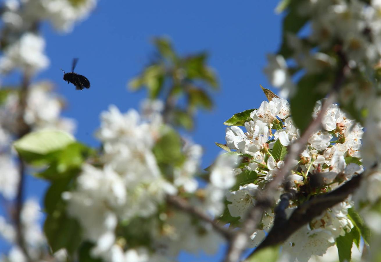 Los cerezos florecen en el Bierzo.