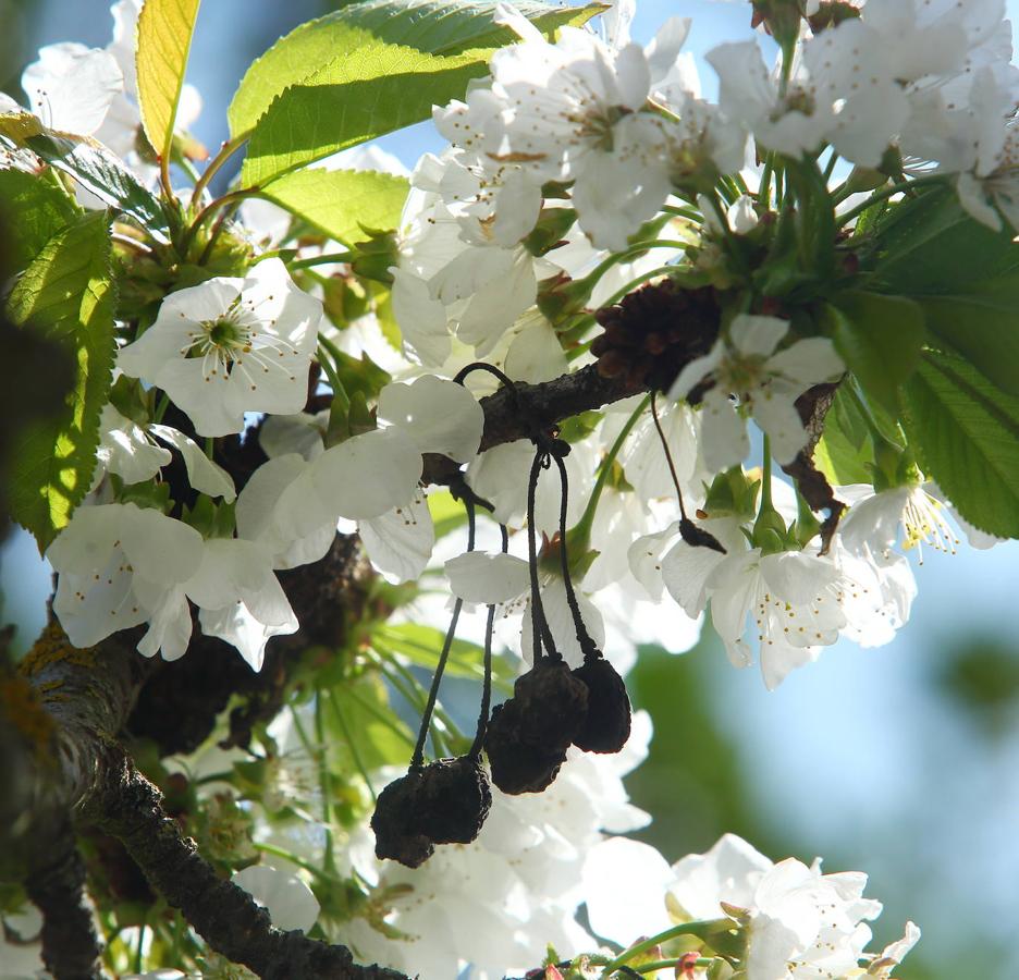 Los cerezos florecen en el Bierzo.