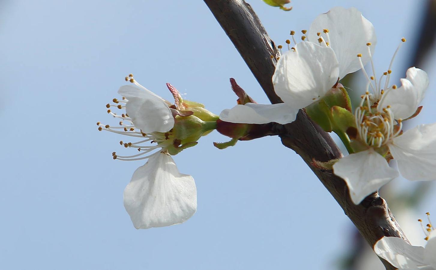 Los cerezos florecen en el Bierzo.