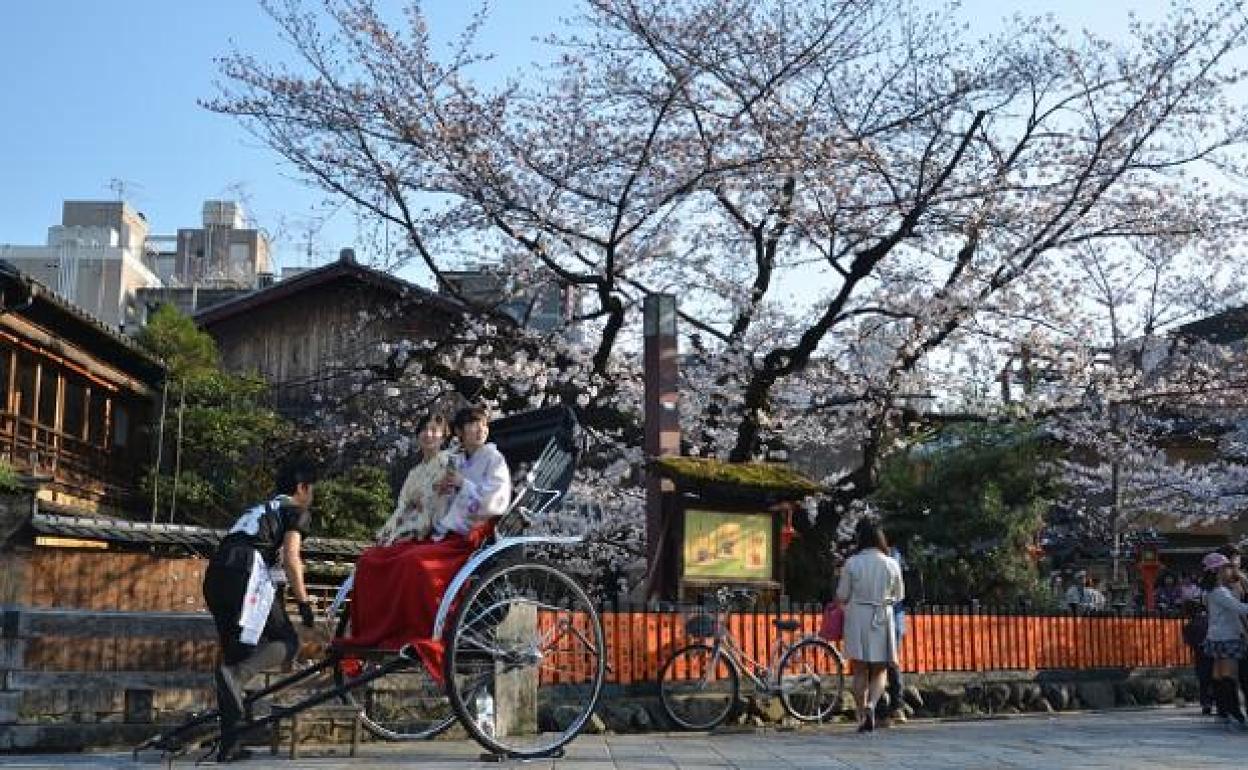 Paisaje de un cerezo en flor en Japón.