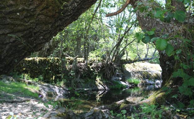 Galería. El agua del rio Oamaña da vida a esta zona. 