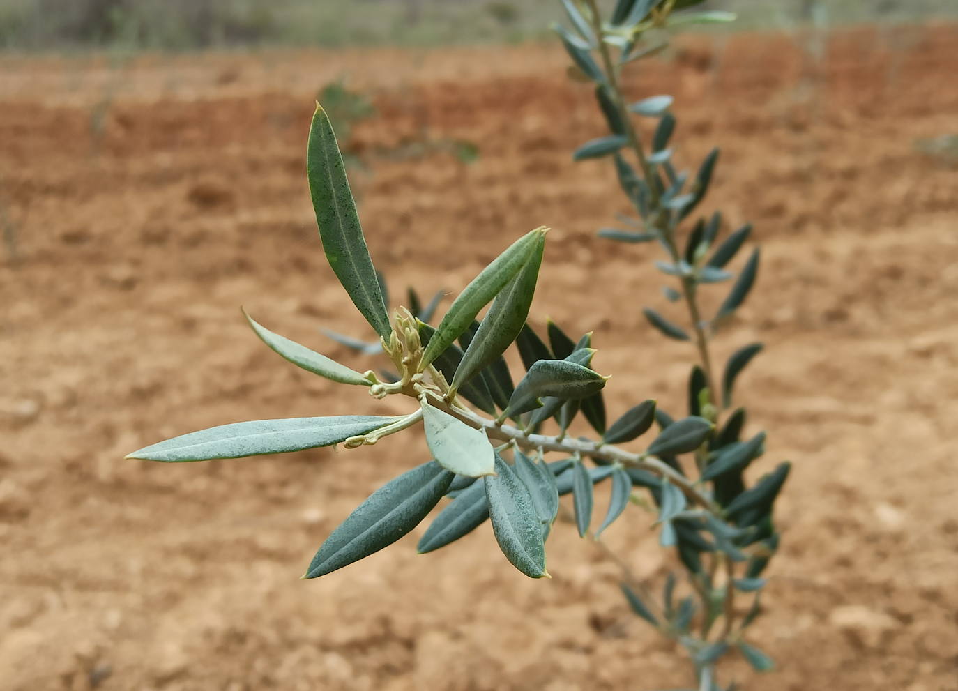 Fotos: Plantaciones de olivo en la comarca del Bierzo