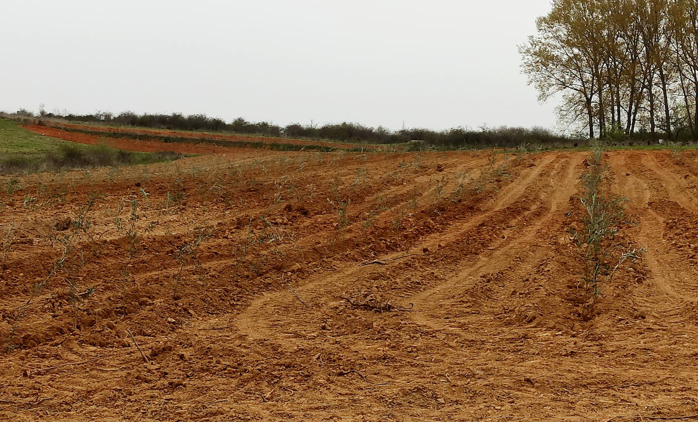 Fotos: Plantaciones de olivo en la comarca del Bierzo