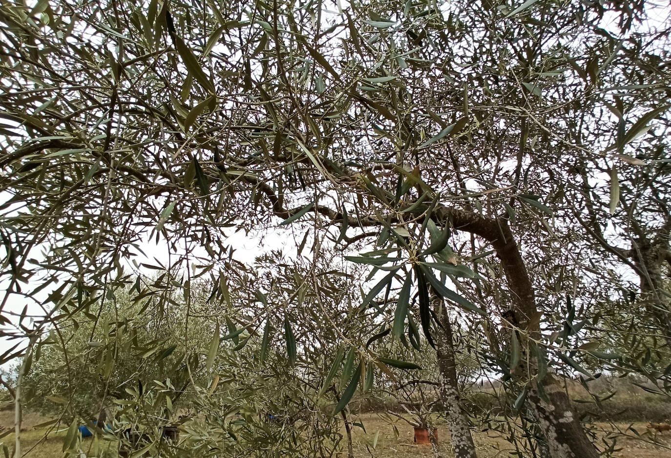 Fotos: Plantaciones de olivo en la comarca del Bierzo