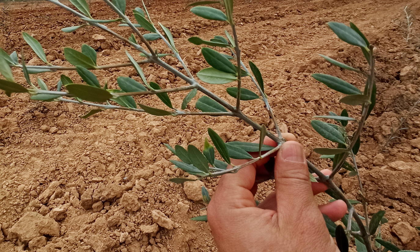 Fotos: Plantaciones de olivo en la comarca del Bierzo