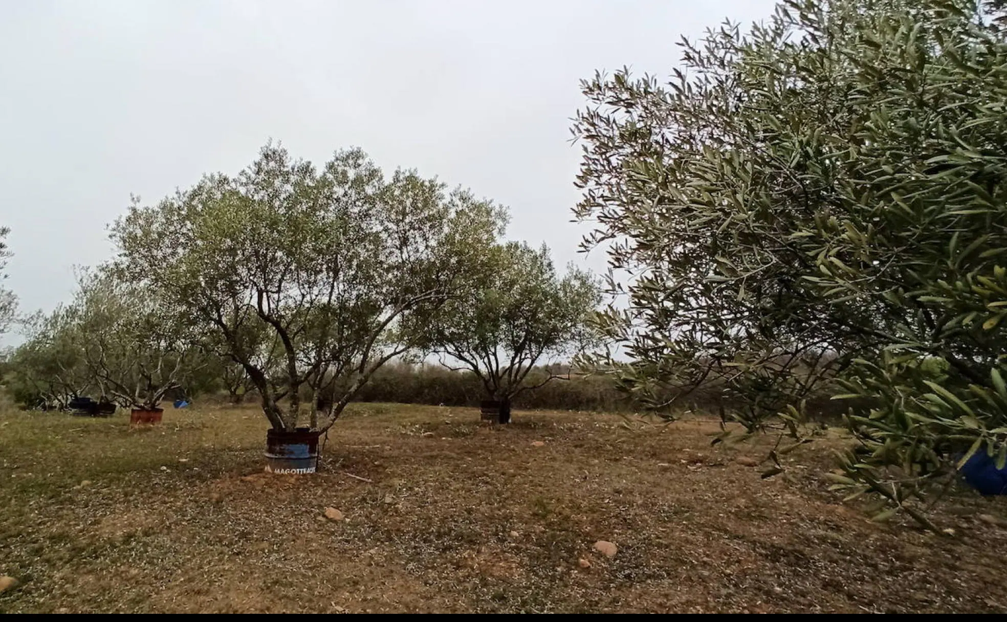 Plantaciones de olivo en la comarca del Bierzo