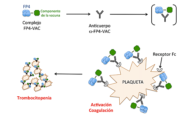Cómo se forma el complejo entre las plaquetas y el receptor Fc que estaría provocando los trombos. 