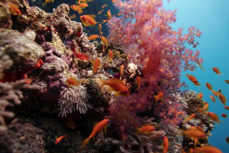 Los peces nadan sobre un arrecife de coral .